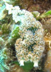 Leaf Sea Slug in the Bahamas 2005 by John Brethauer 